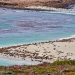 Seals, Sealions and Elephant Seals at Point Bennett, San Miguel Island