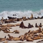 Seals, Sealions and Elephant Seals at Point Bennett, San Miguel Island
