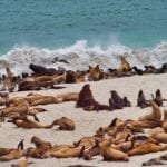 Seals, Sealions and Elephant Seals at Point Bennett, San Miguel Island
