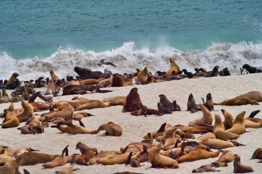 Seals, Sealions and Elephant Seals at Point Bennett, San Miguel Island