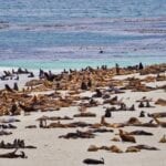 Seals, Sealions and Elephant Seals at Point Bennett, San Miguel Island