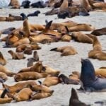 Seals, Sealions and Elephant Seals at Point Bennett, San Miguel Island