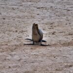Seals, Sealions and Elephant Seals at Point Bennett, San Miguel Island