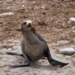 Seals, Sealions and Elephant Seals at Point Bennett, San Miguel Island