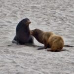 Seals, Sealions and Elephant Seals at Point Bennett, San Miguel Island