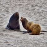 Seals, Sealions and Elephant Seals at Point Bennett, San Miguel Island
