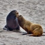 Seals, Sealions and Elephant Seals at Point Bennett, San Miguel Island