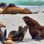 Seals, Sealions and Elephant Seals at Point Bennett, San Miguel Island