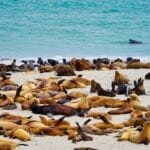 Seals, Sealions and Elephant Seals at Point Bennett, San Miguel Island