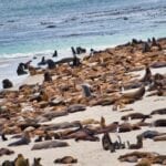 Seals, Sealions and Elephant Seals at Point Bennett, San Miguel Island