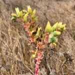 San Miguel Island Flora