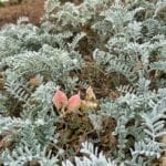 San Miguel Island Flora