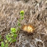 San Miguel Island Flora