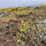San Miguel Island Flora