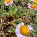 San Miguel Island Flora
