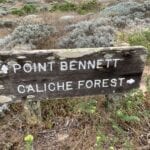 path to caliche forest