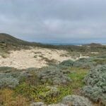 caliche forest