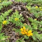 San Miguel Island Flora