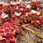 San Miguel Island Flora