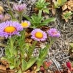 San Miguel Island Flora