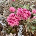 San Miguel Island Flora