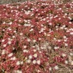 San Miguel Island Flora