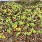 San Miguel Island Flora