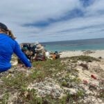 Pinnipeds at Point Bennett