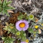 San Miguel Island Flora