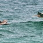 Low flying Storks off Cuyler Harbor, San Miguel ISland