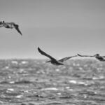 Storks flying off Cuyler Harbor, San Miguel ISland