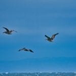 Stork flying off Cuyler Harbor, San Miguel ISland