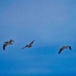 Stork flying off Cuyler Harbor, San Miguel ISland